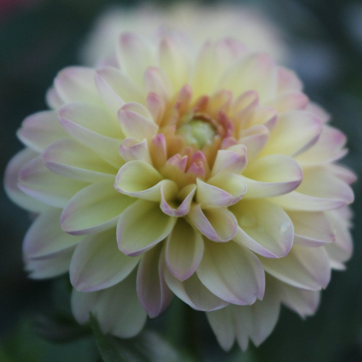 Florelie Toffee - Freese Flower Farm