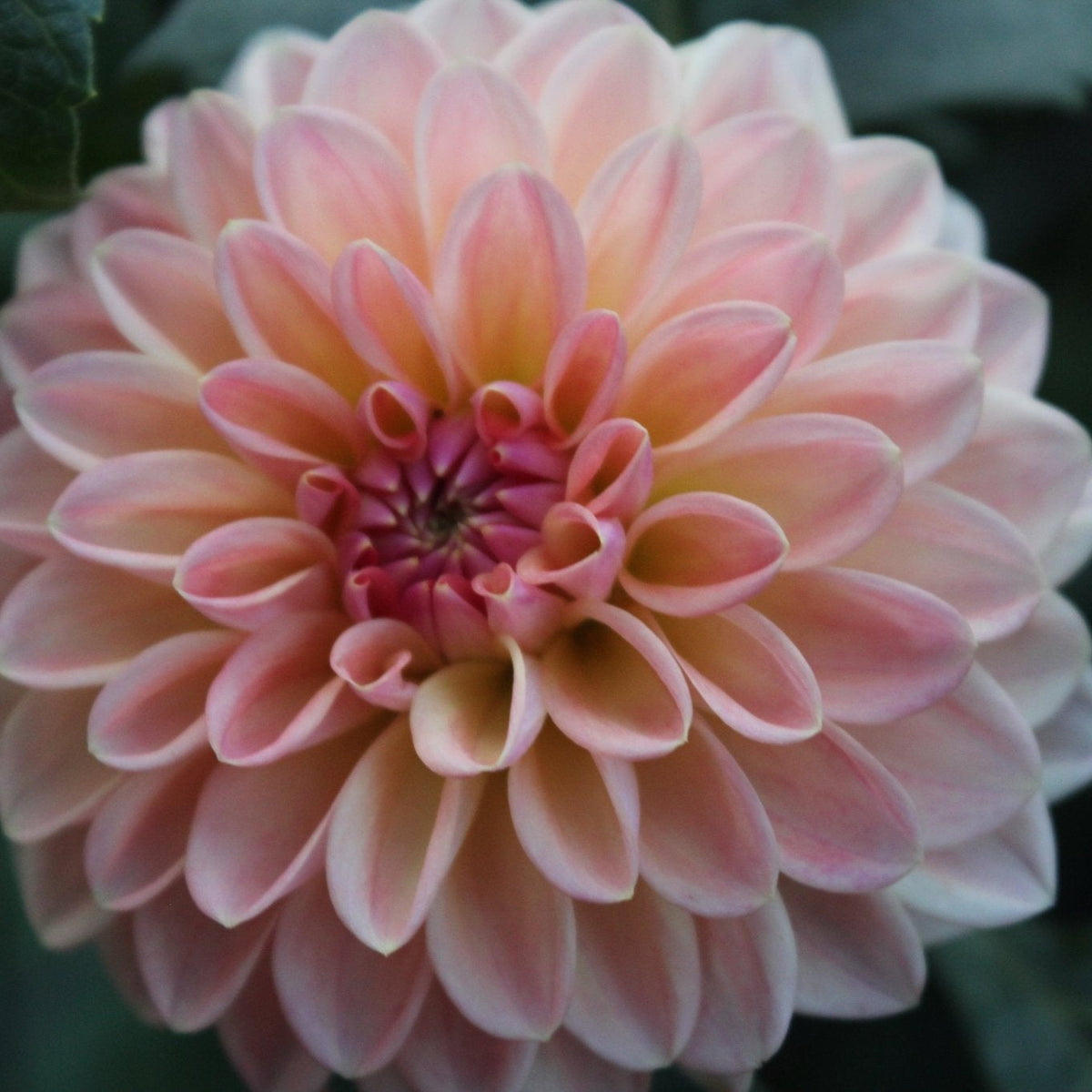 Florelie Watercolor - Freese Flower Farm
