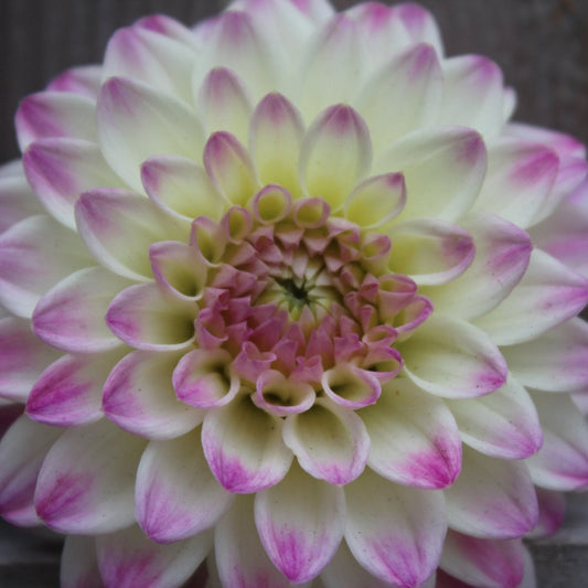 Formby Art - Freese Flower Farm