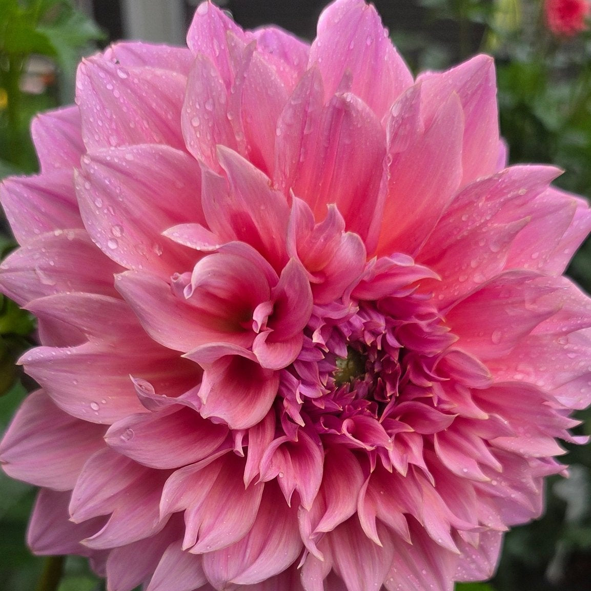 Formby Monarch - Freese Flower Farm