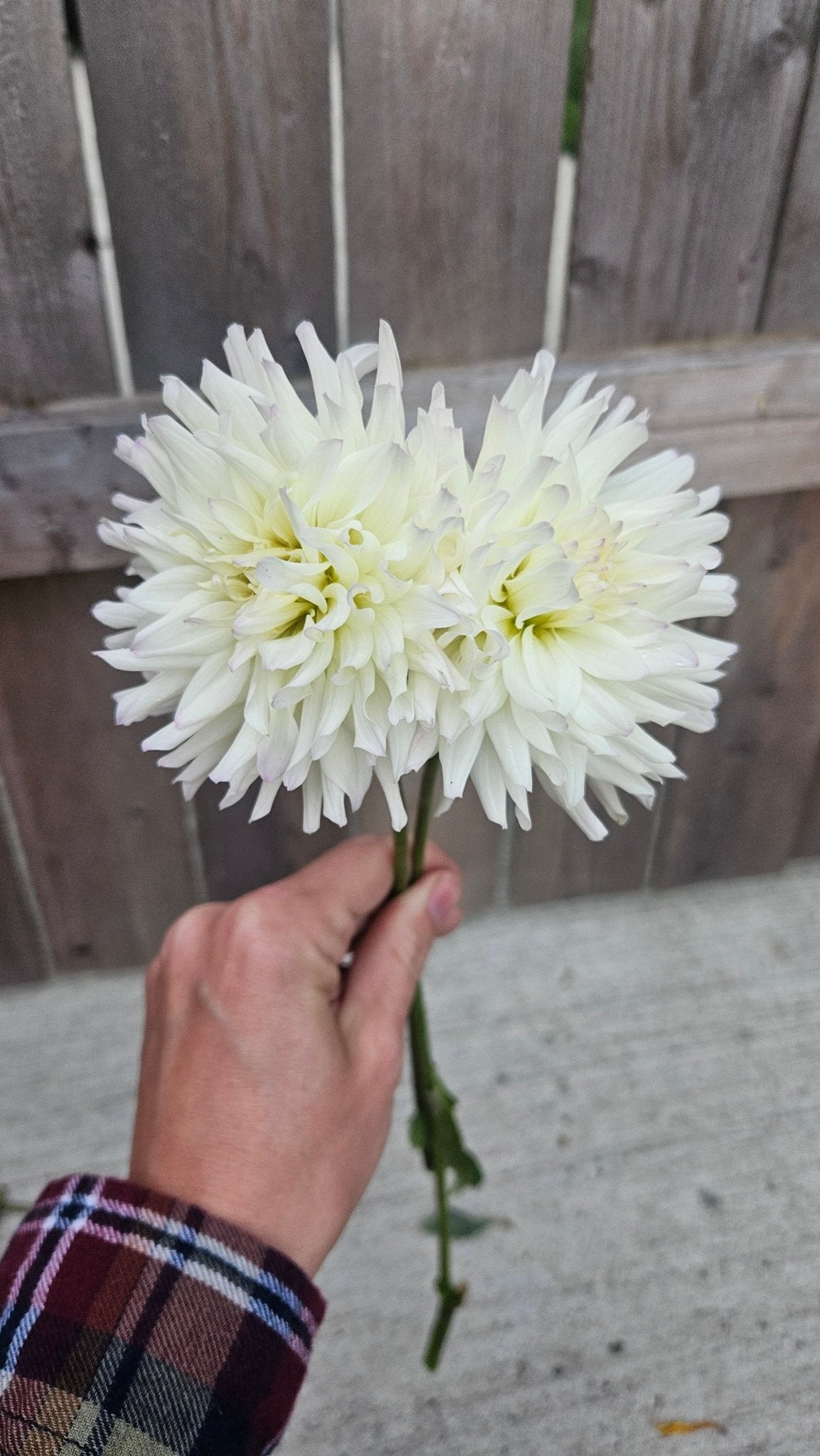 Frozen - Freese Flower Farm