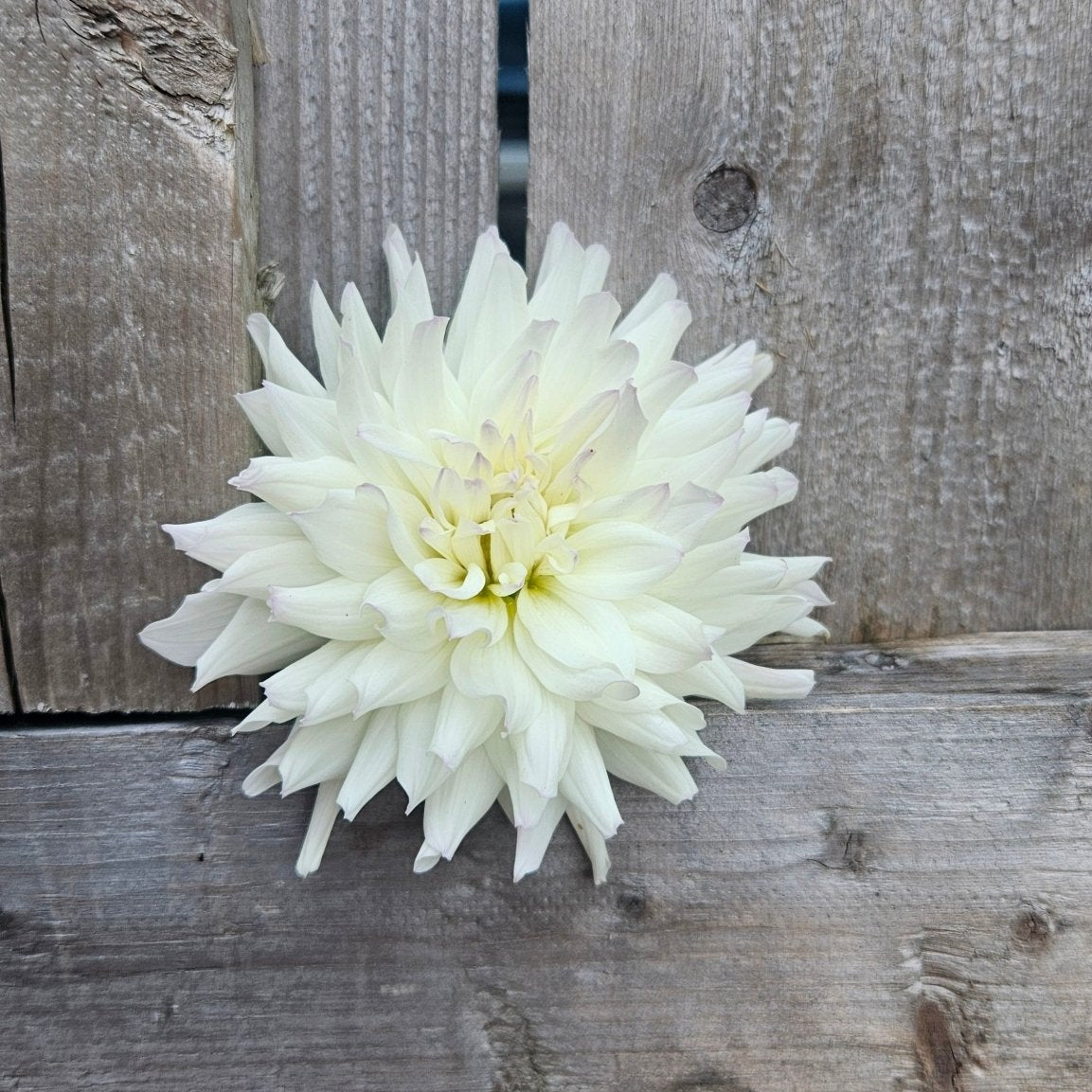 Frozen - Freese Flower Farm