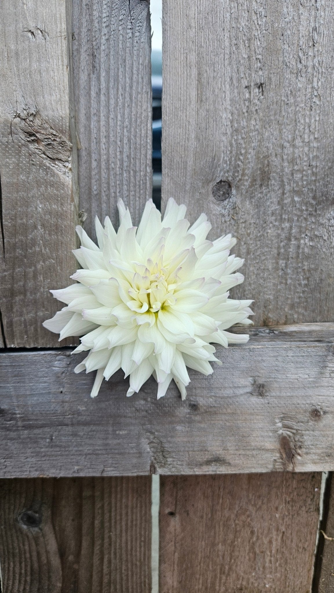 Frozen - Freese Flower Farm