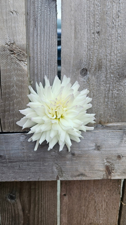 Frozen - Freese Flower Farm