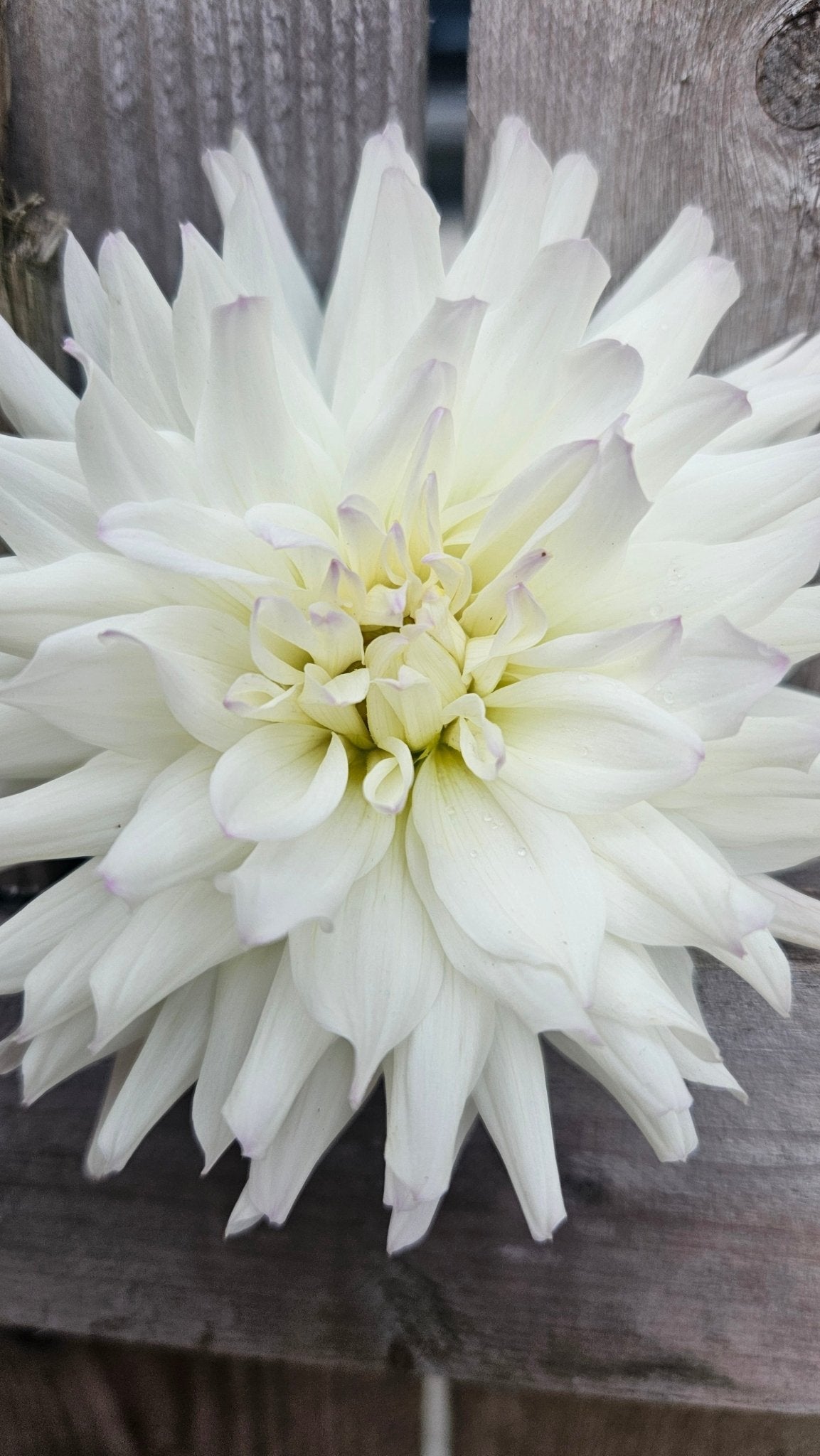 Frozen - Freese Flower Farm