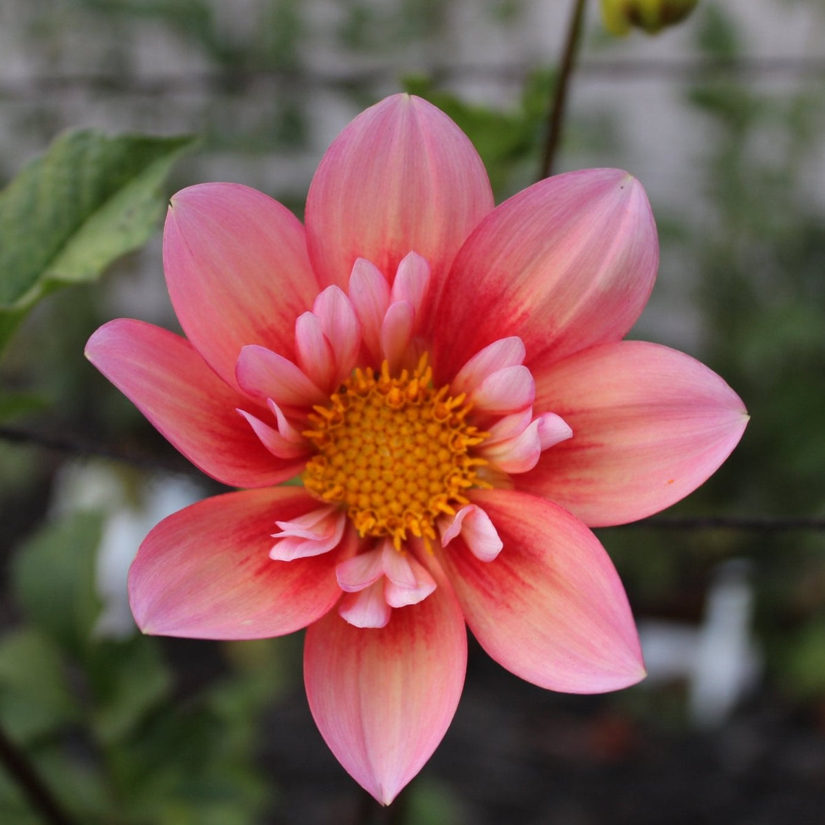 HBG Fuzzy Navel - Freese Flower Farm