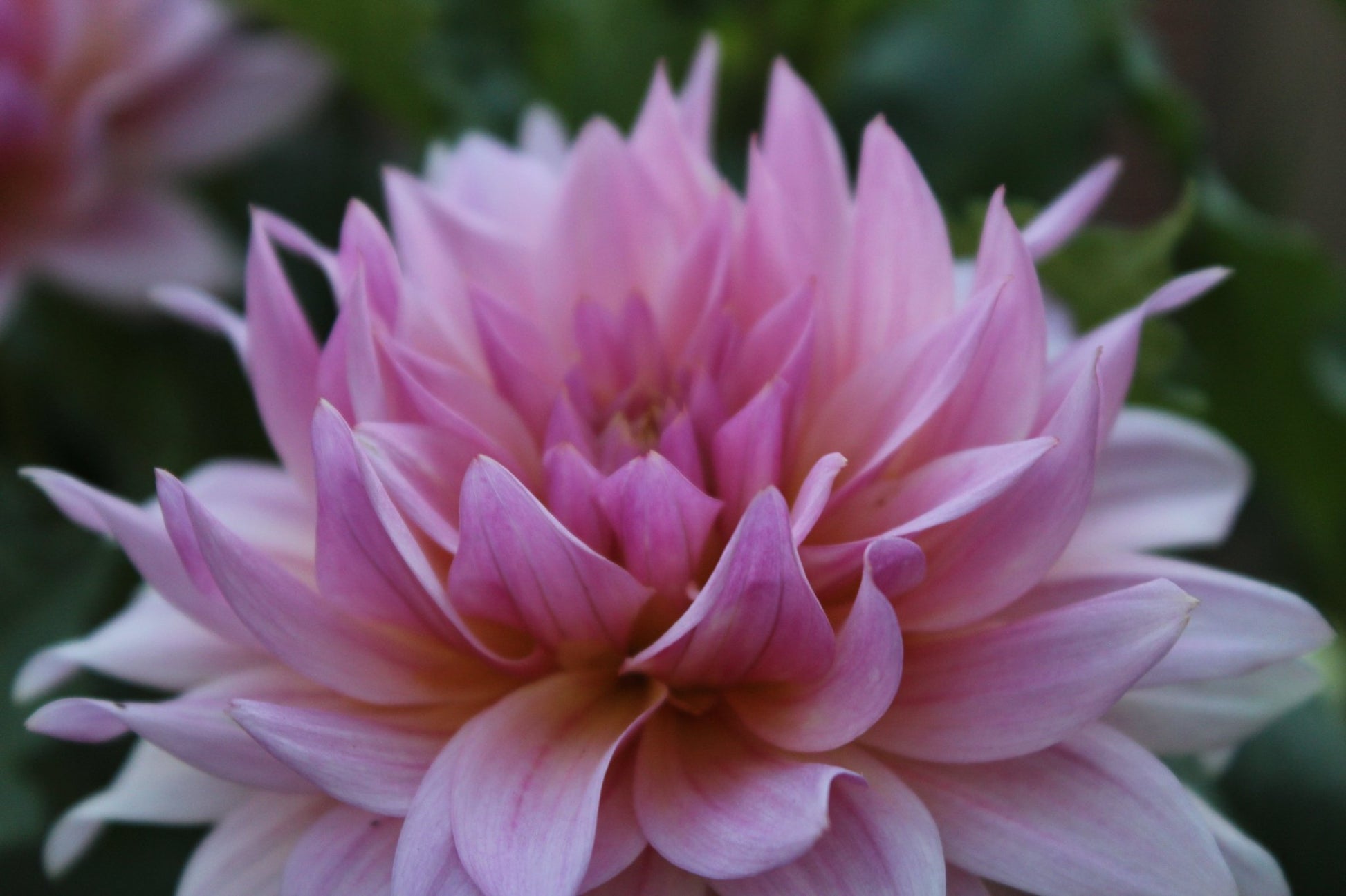 Lee's Grand Budapest - Freese Flower Farm