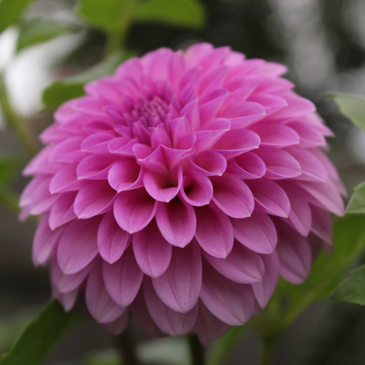 GC Pink Lemonade - Freese Flower Farm