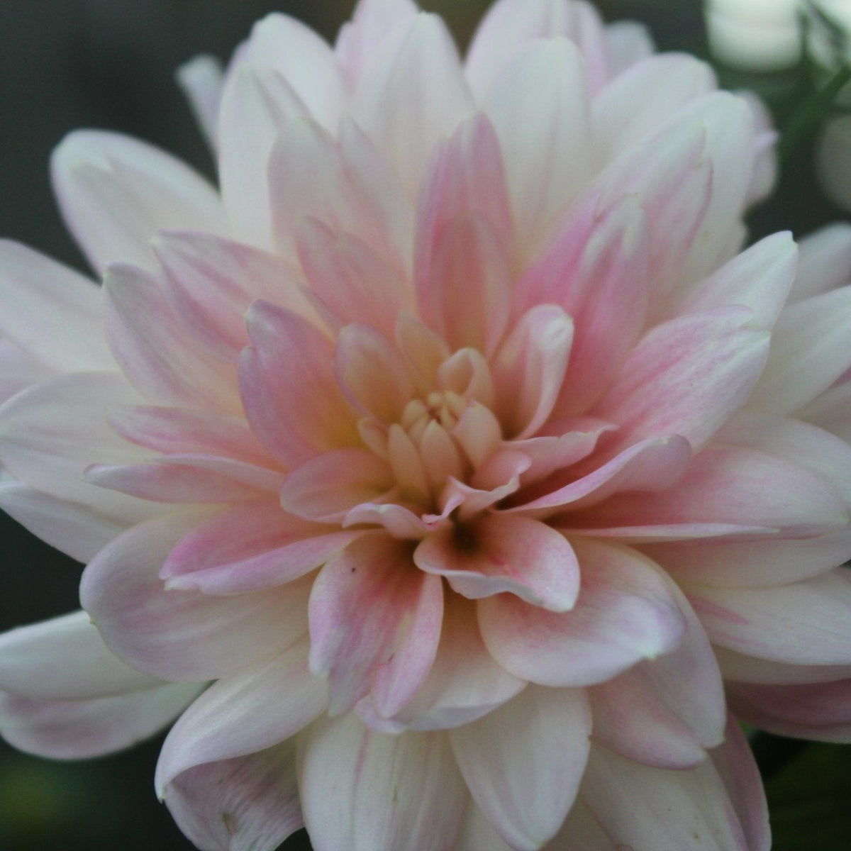 Gerrie Hoek - Freese Flower Farm