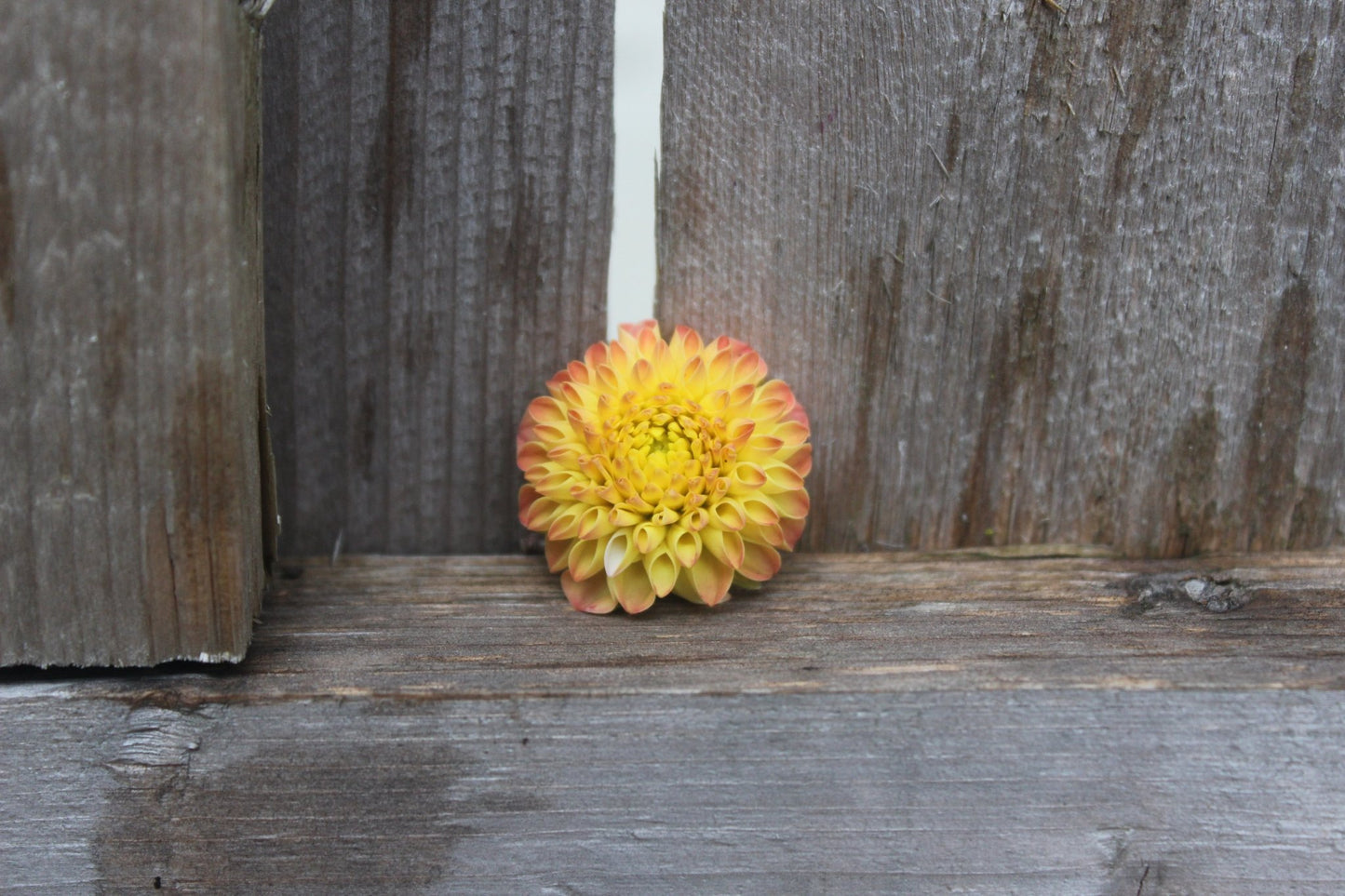 Ginger Willow - Freese Flower Farm