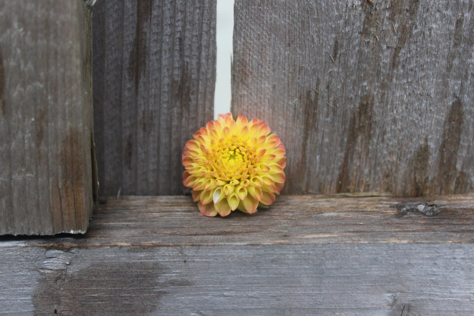 Ginger Willow - Freese Flower Farm