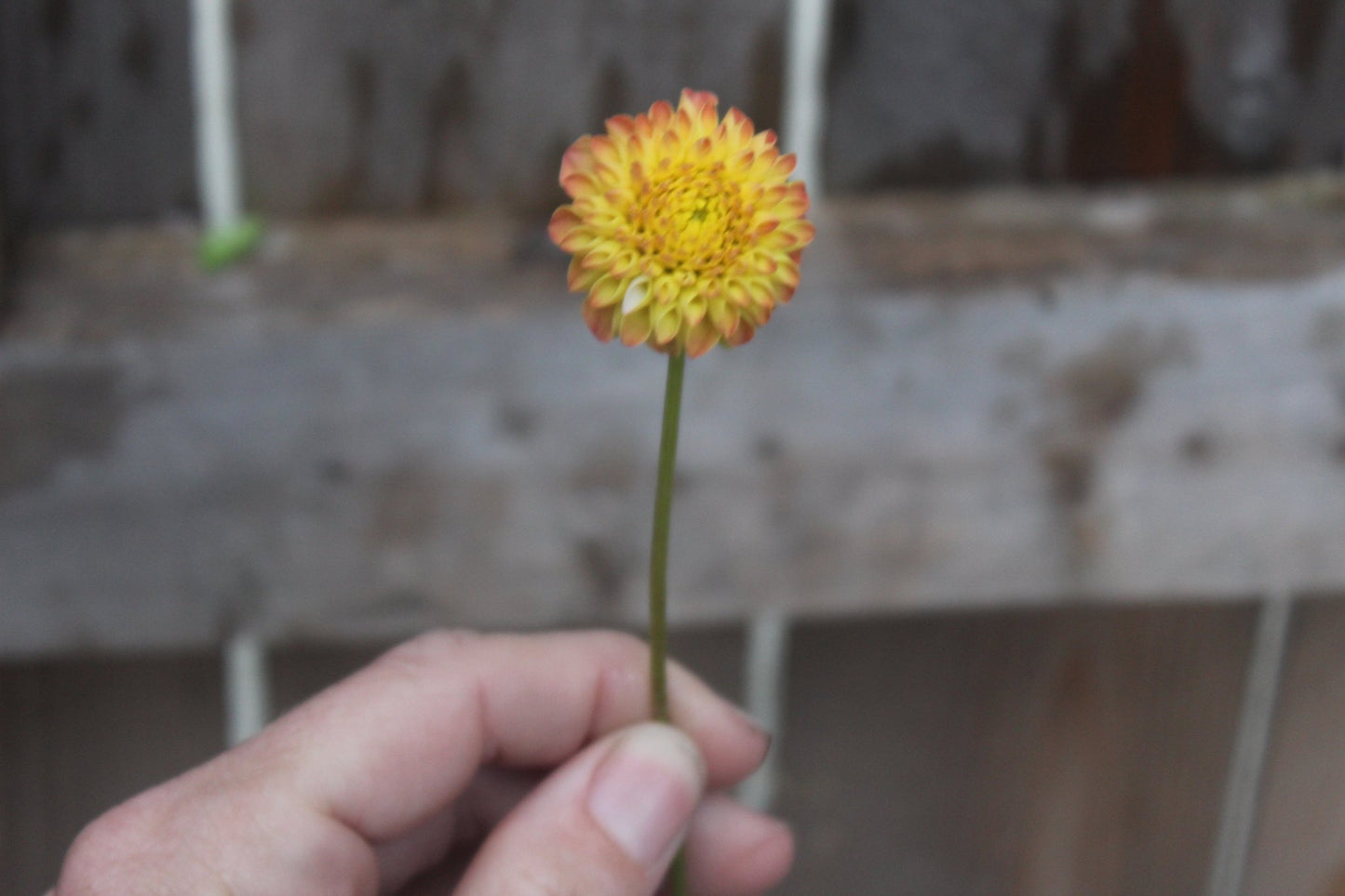 Ginger Willow - Freese Flower Farm