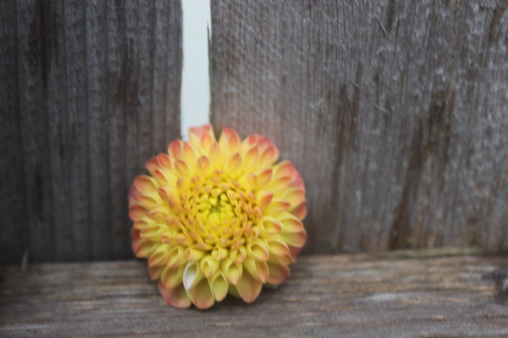 Ginger Willow - Freese Flower Farm