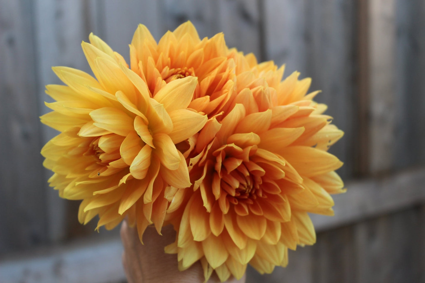 Glory Van Nordjwik - Freese Flower Farm