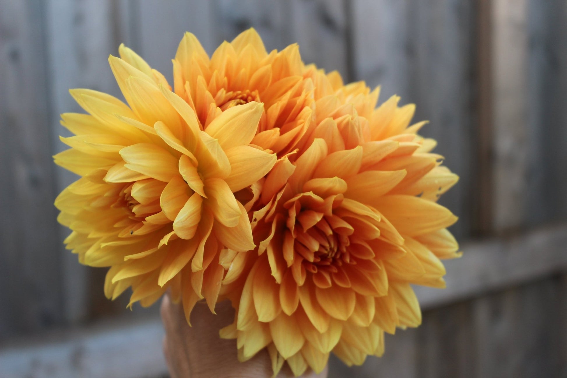 Glory Van Nordjwik - Freese Flower Farm