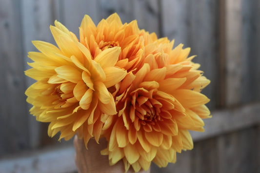 Glory Van Nordjwik - Freese Flower Farm