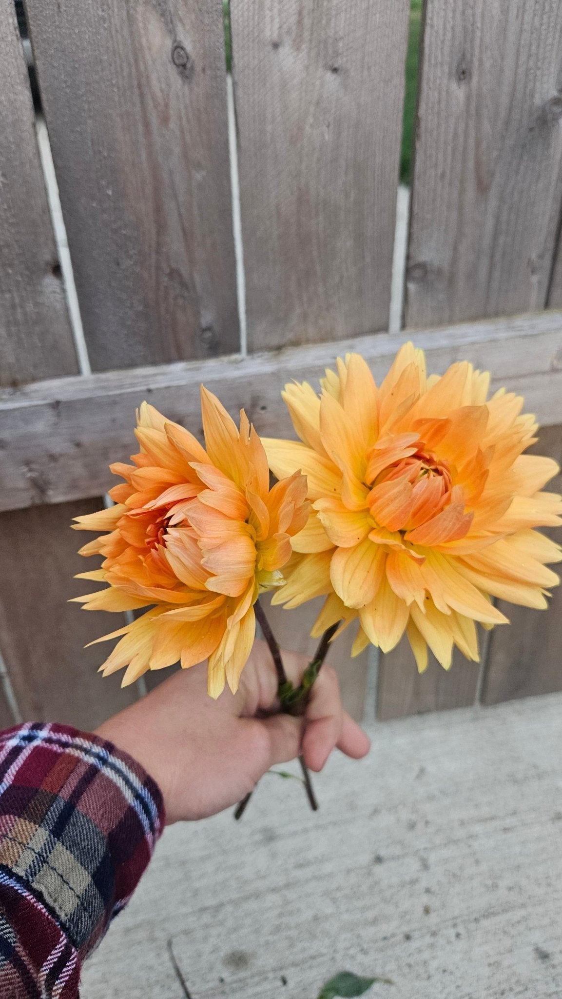 Glory Van Nordjwik - Freese Flower Farm