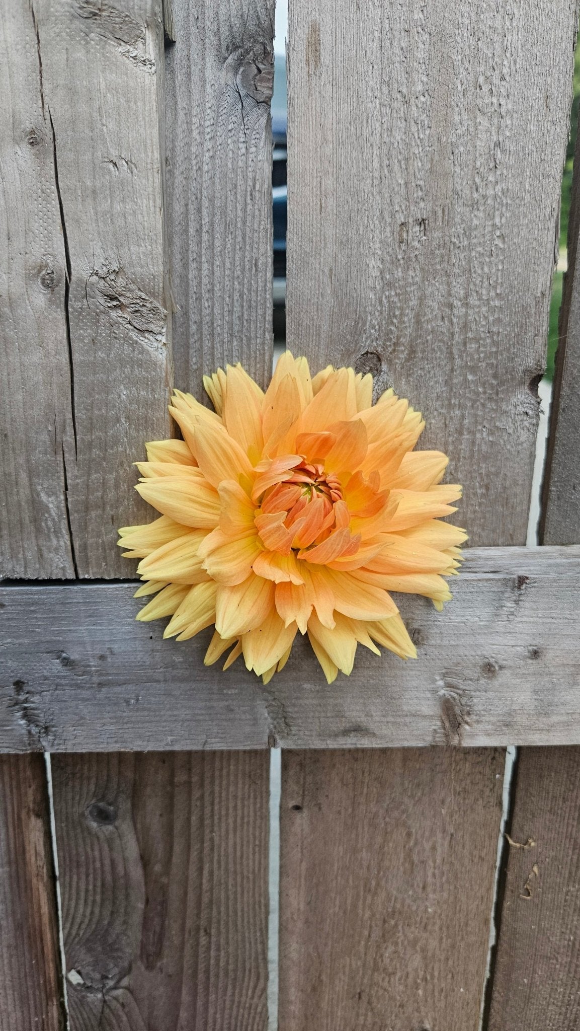 Glory Van Nordjwik - Freese Flower Farm