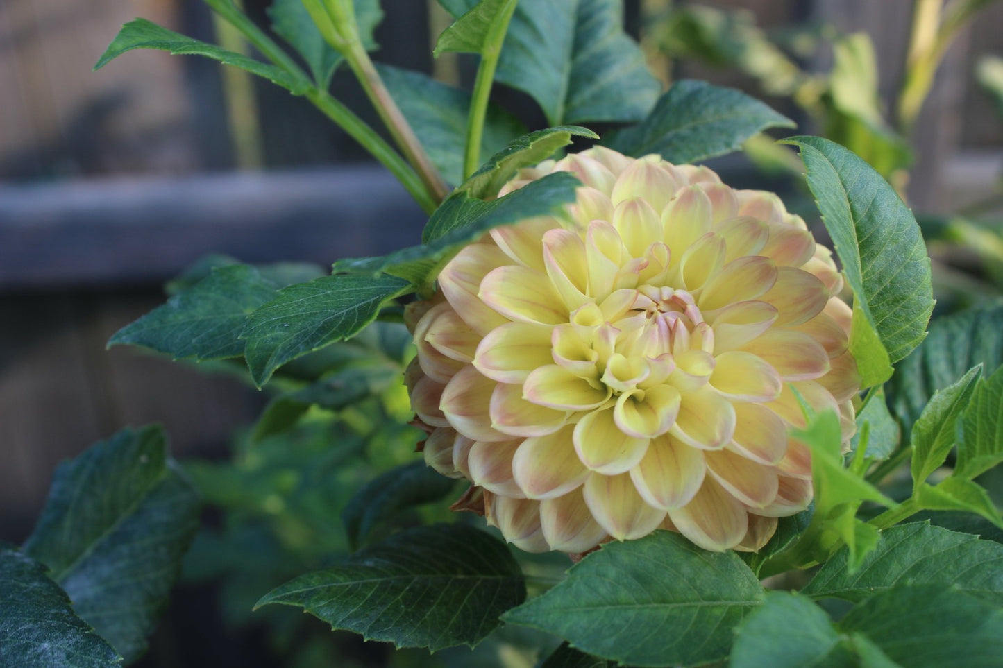 Good Peach - Freese Flower Farm