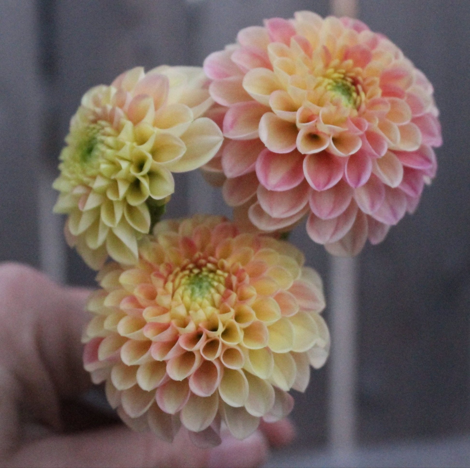 Good Peach - Freese Flower Farm