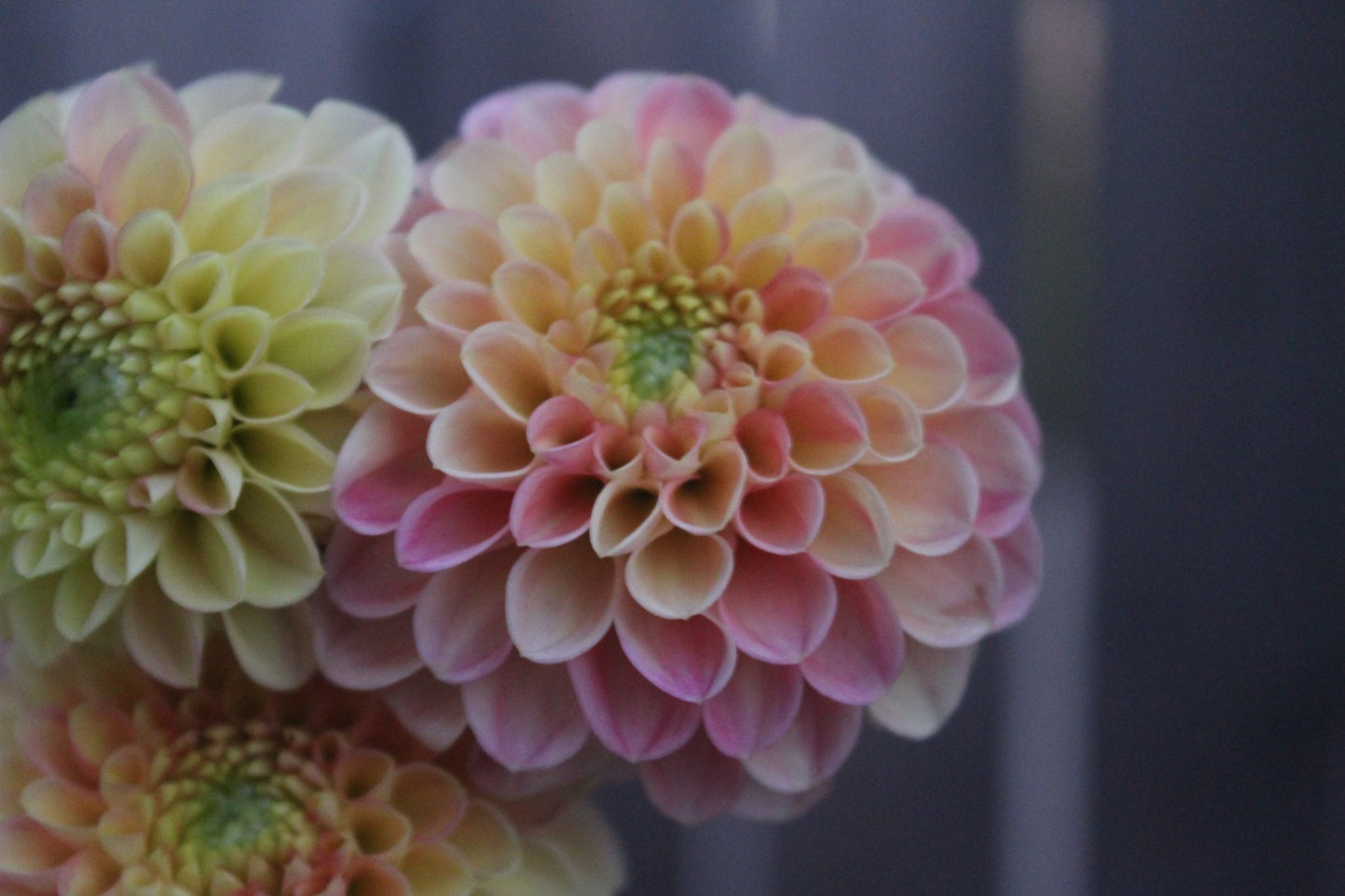 Good Peach - Freese Flower Farm