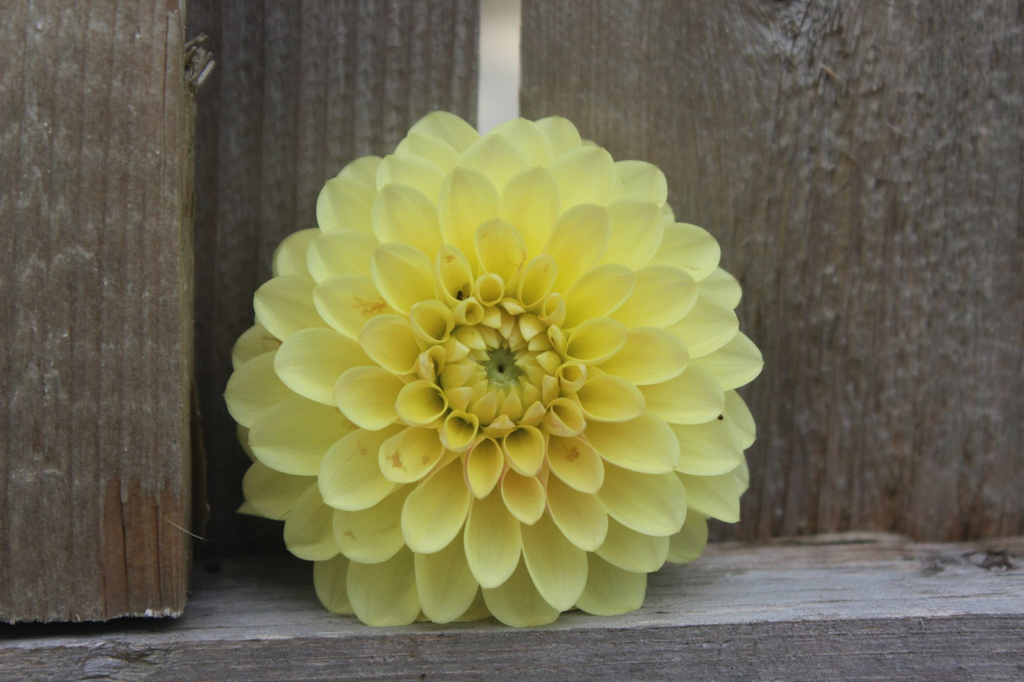 20th Ave. Gwen - Freese Flower Farm