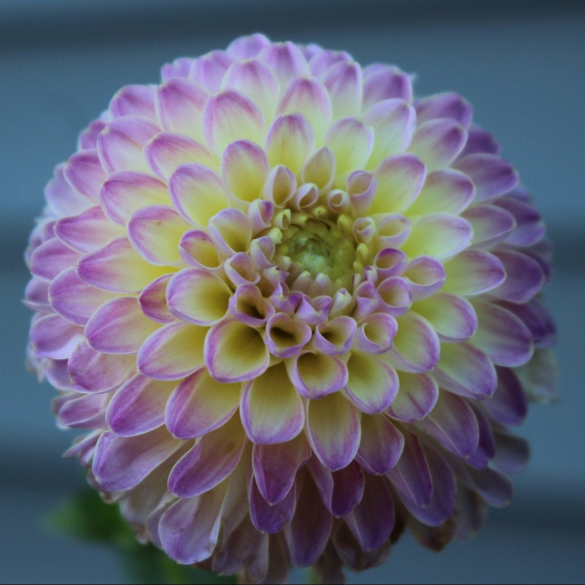 Hapet Pearl - Freese Flower Farm
