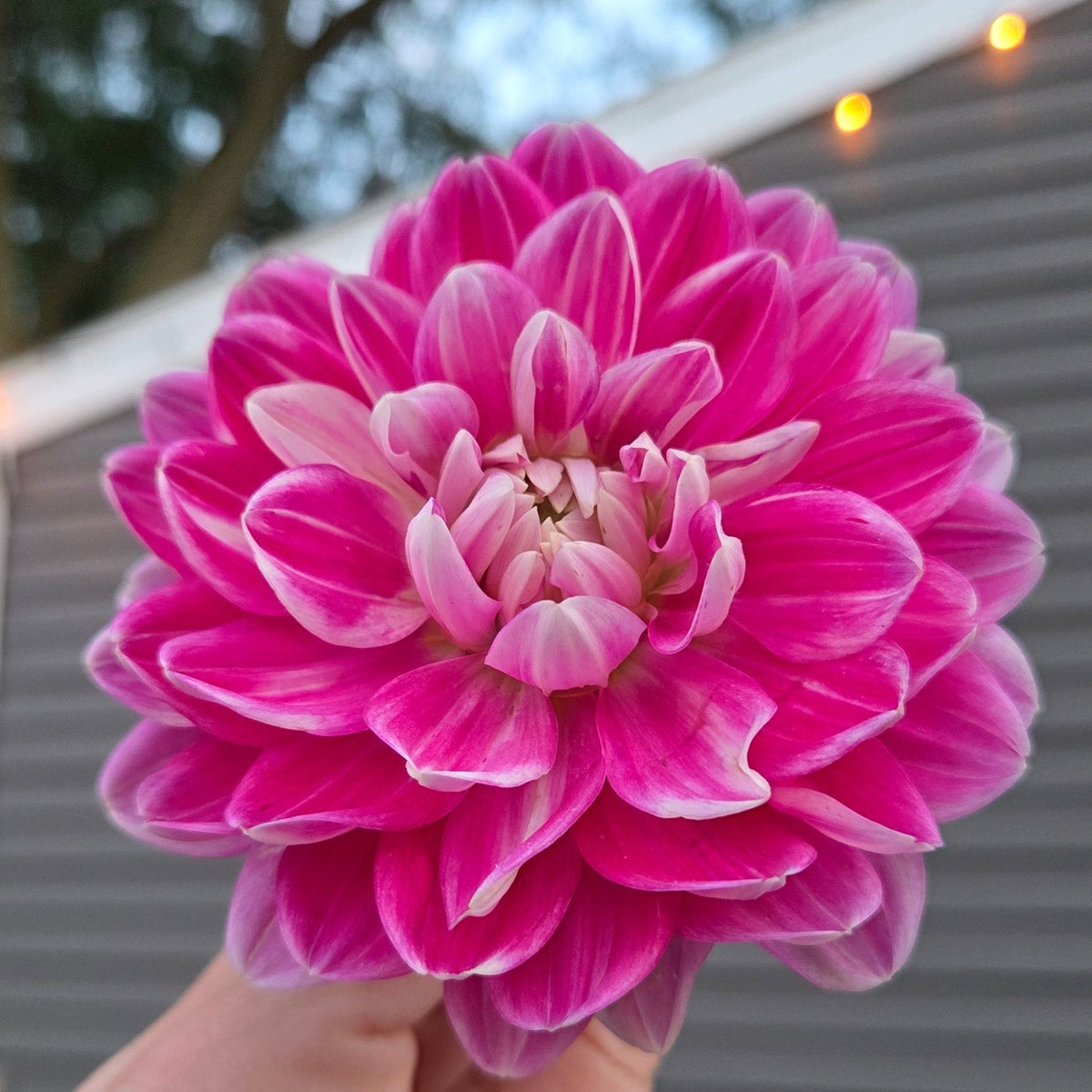 Hapet Charmant - Freese Flower Farm