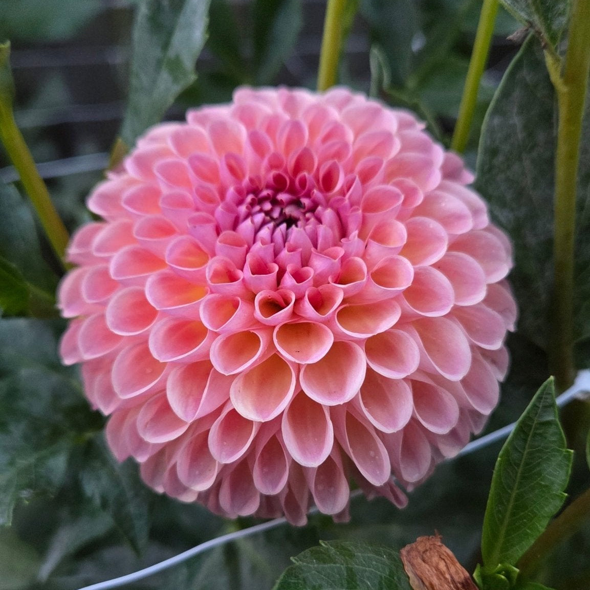 Hapet Coppery - Freese Flower Farm