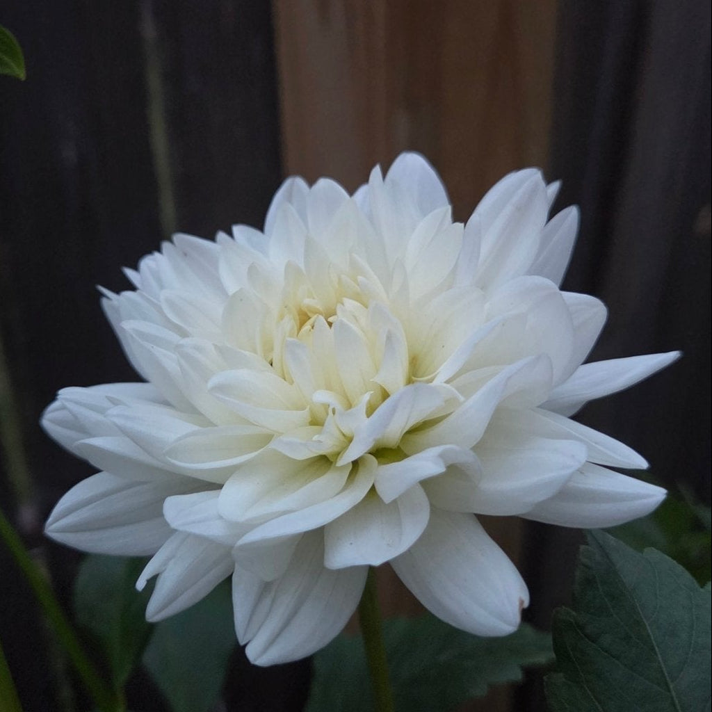 Hapet Ivory - Freese Flower Farm