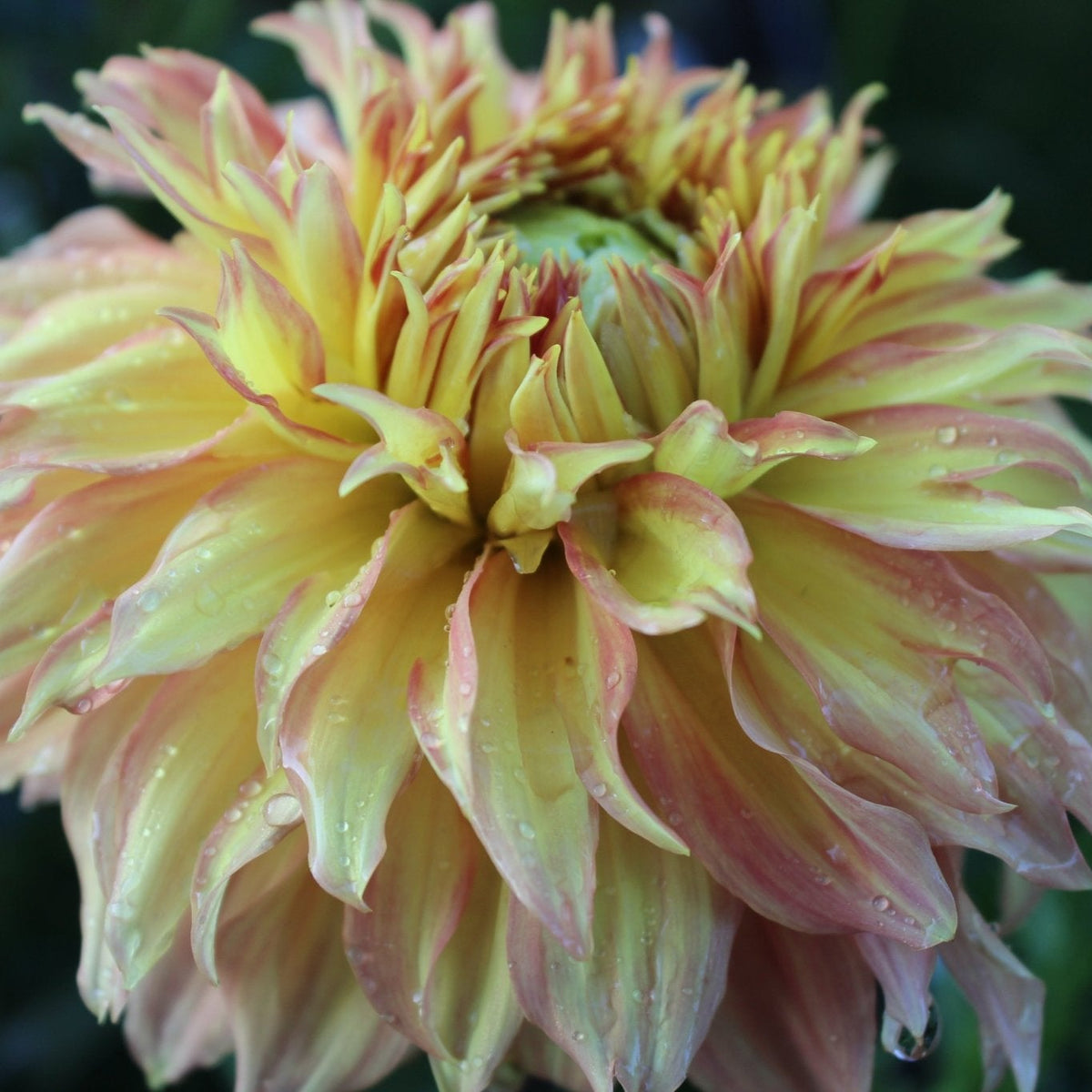 Harvest Moon - Freese Flower Farm