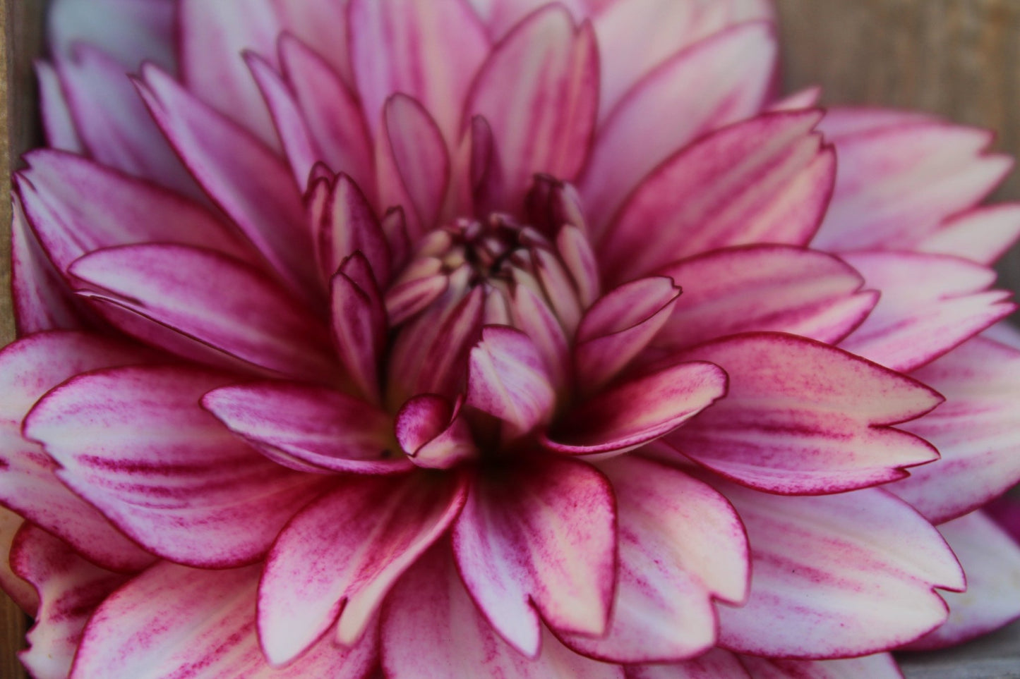 Hemisphere - Freese Flower Farm