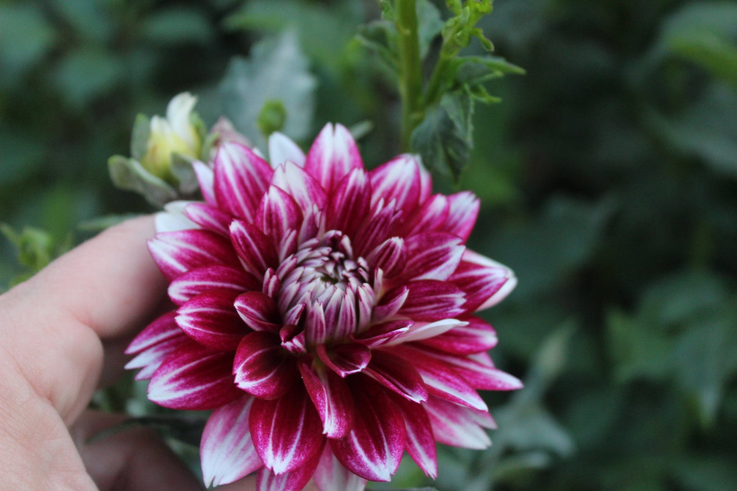 Hemisphere - Freese Flower Farm