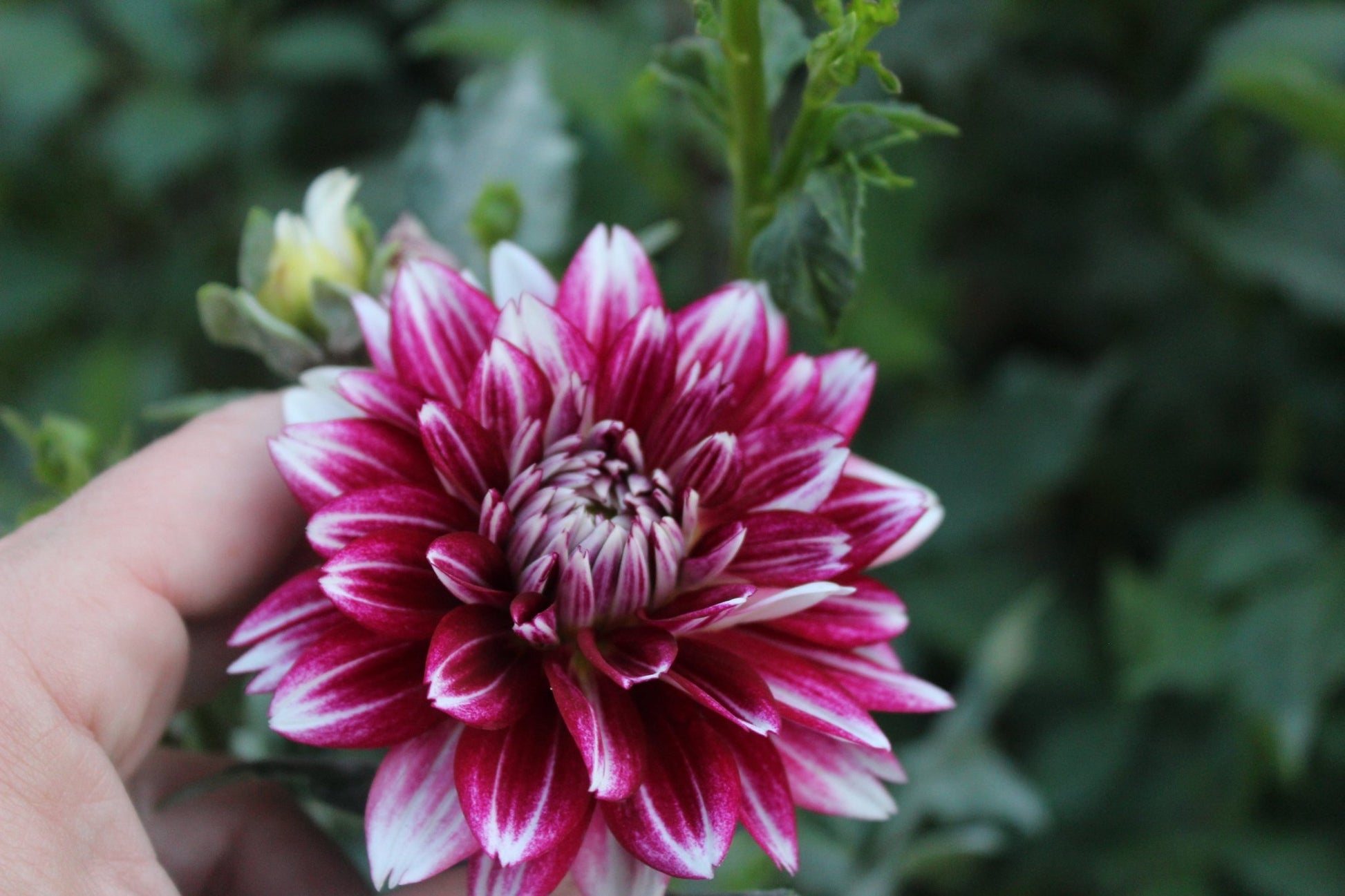 Hemisphere - Freese Flower Farm