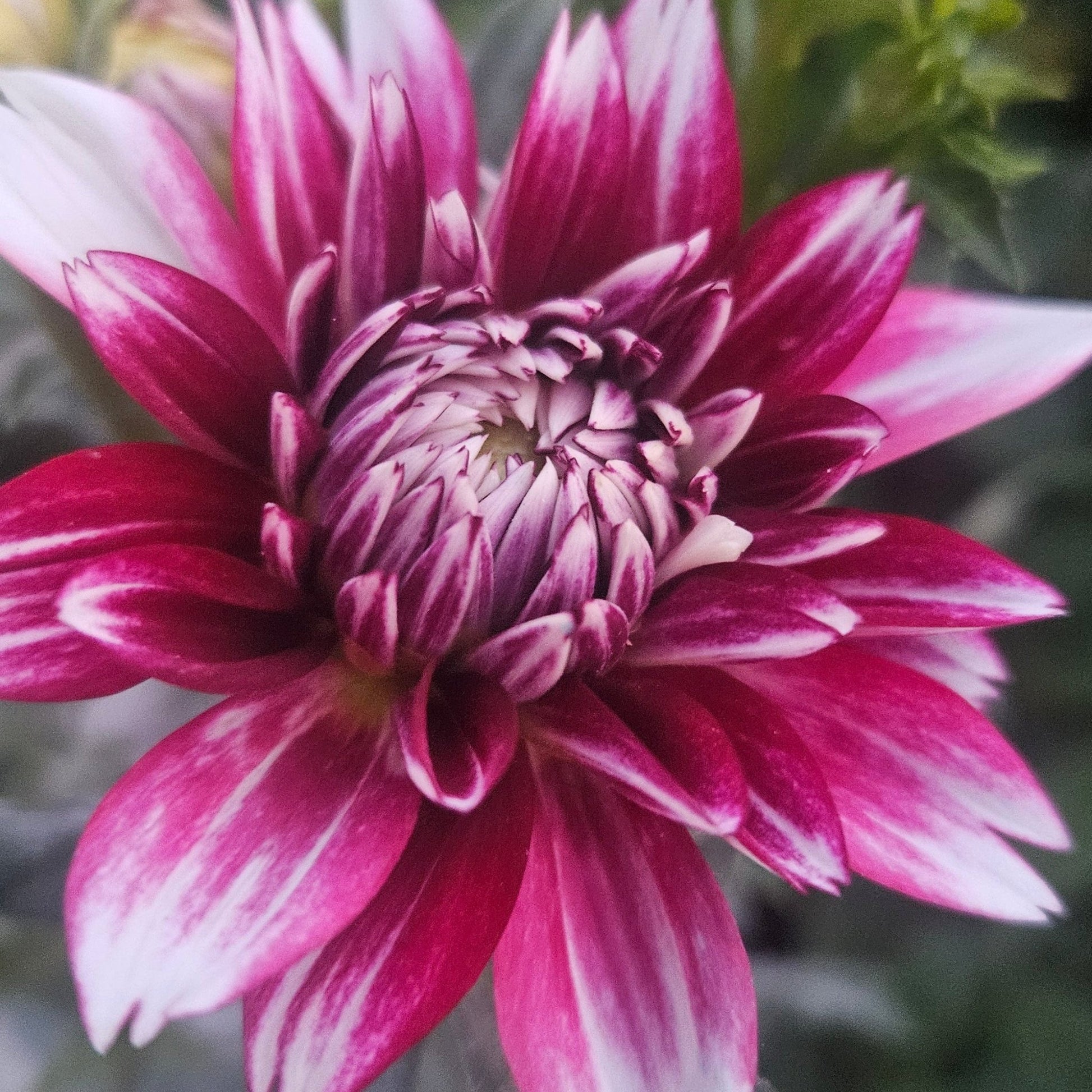 Hemisphere - Freese Flower Farm