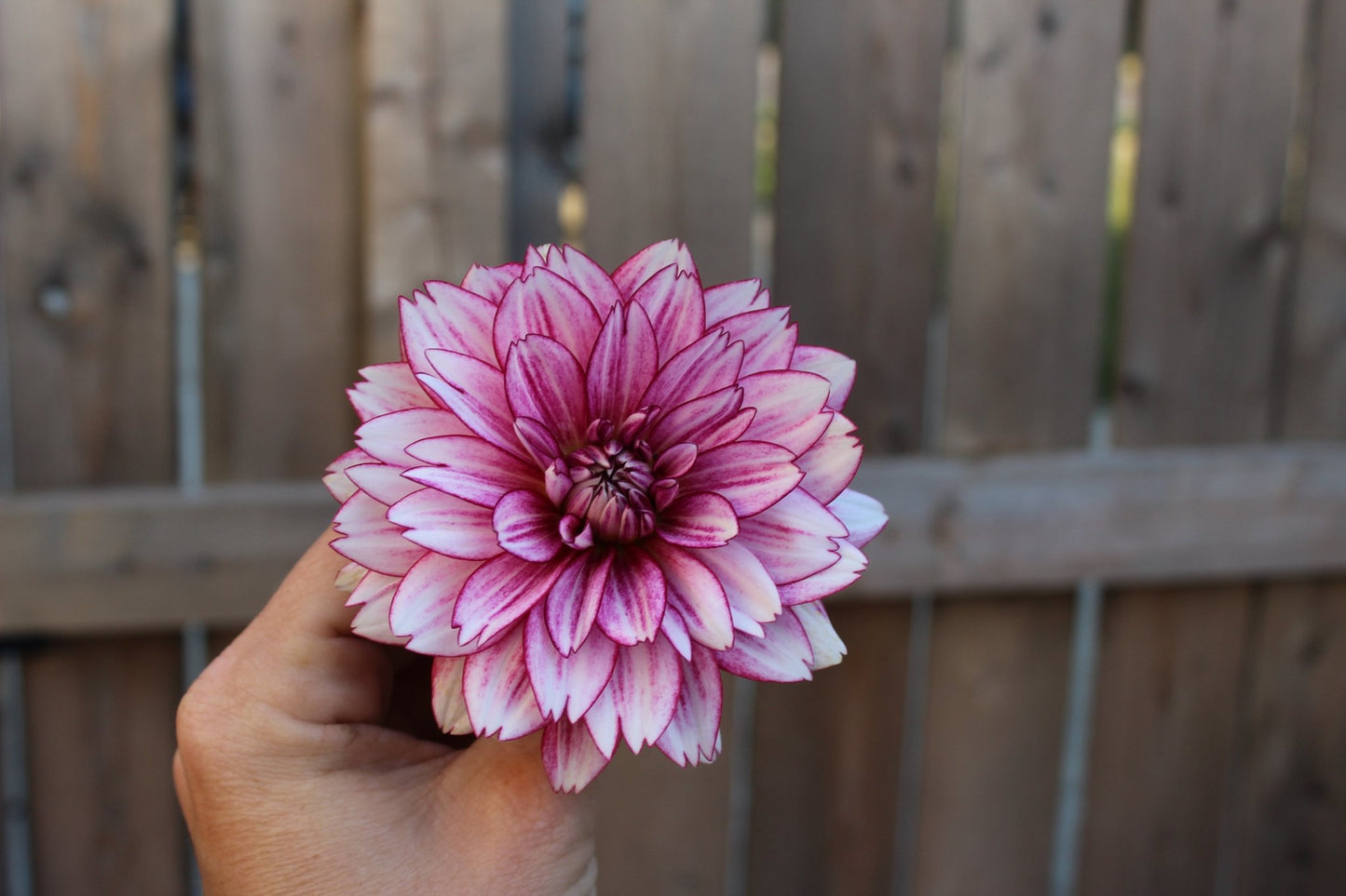 Hemisphere - Freese Flower Farm