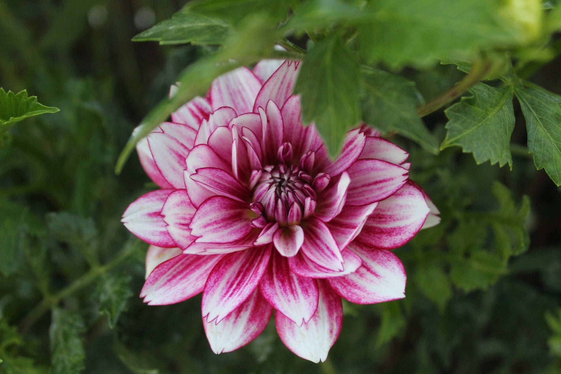 Hemisphere - Freese Flower Farm