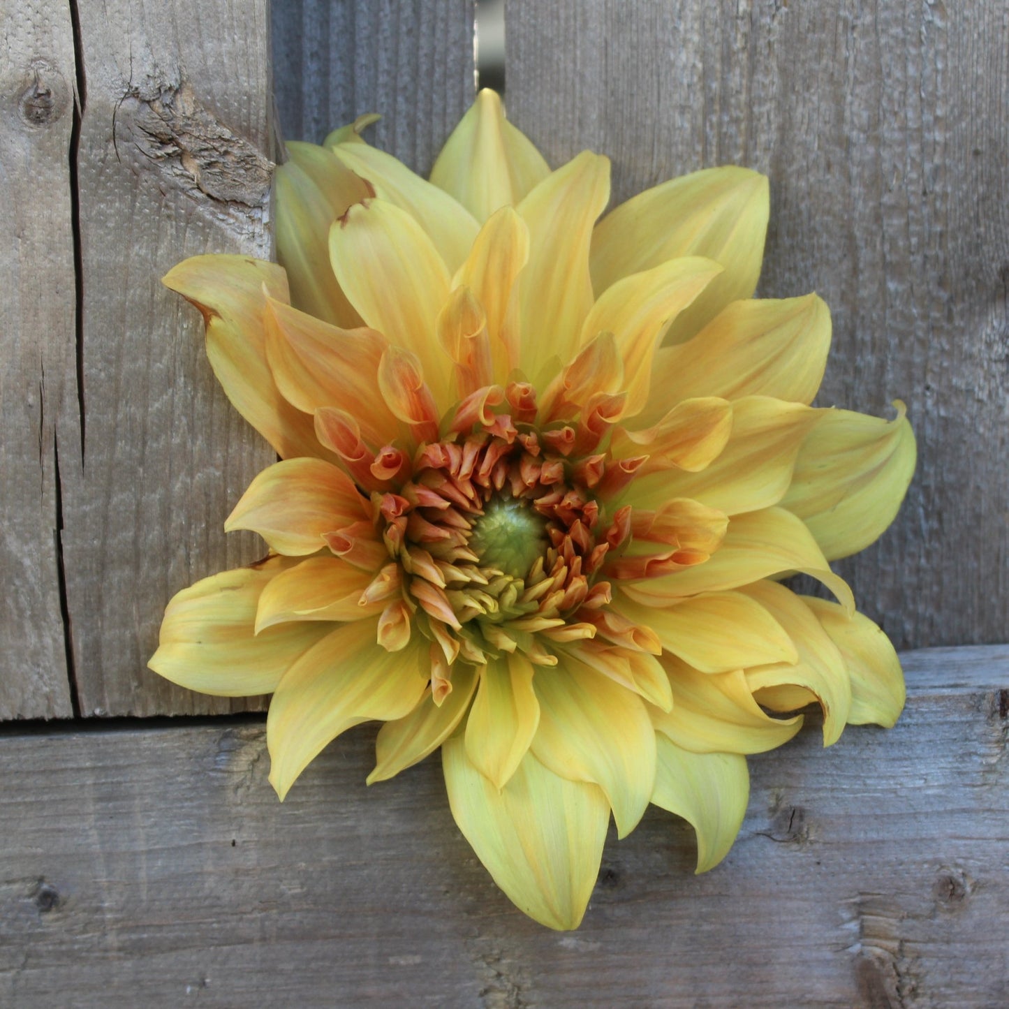 Hercules - Freese Flower Farm