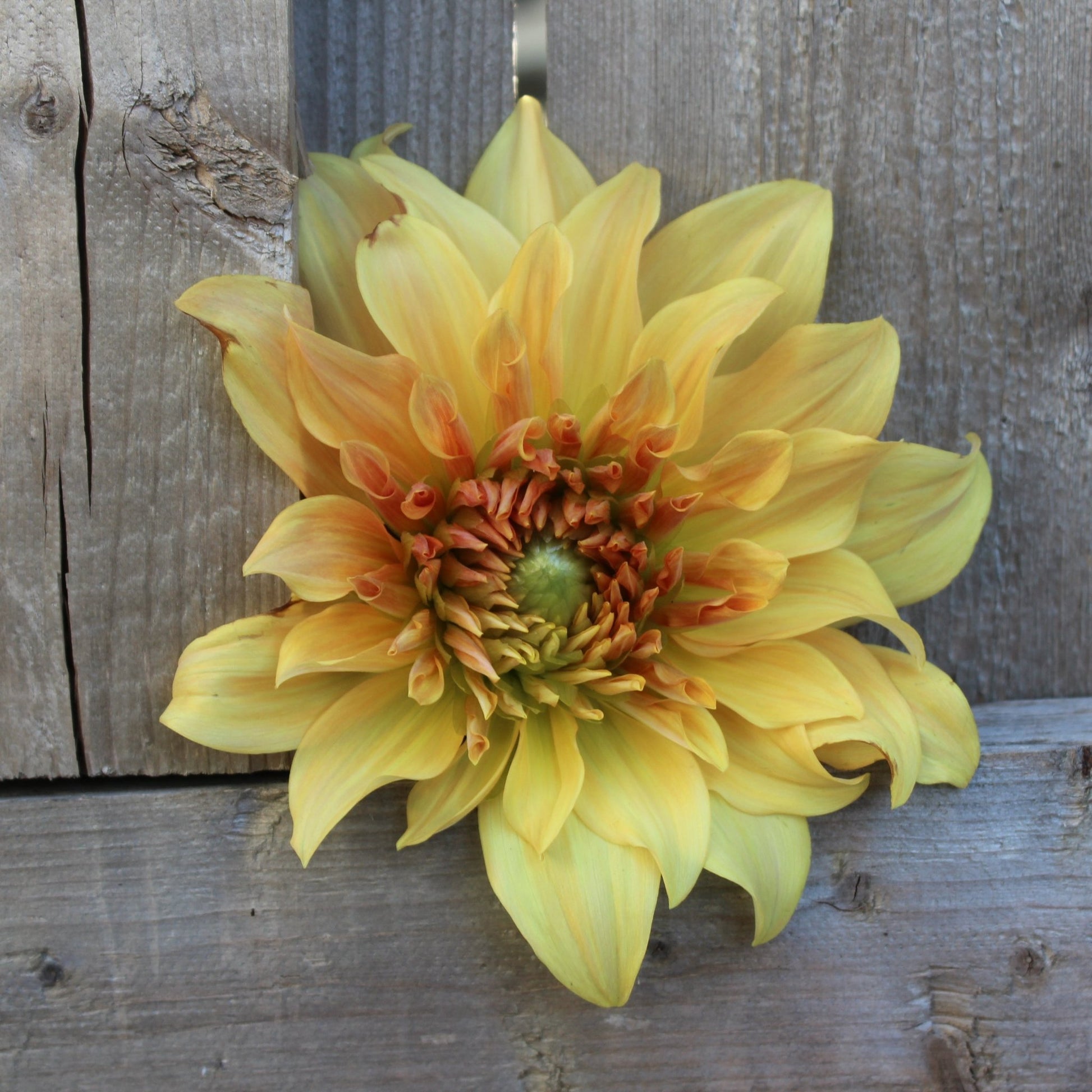 Hercules - Freese Flower Farm