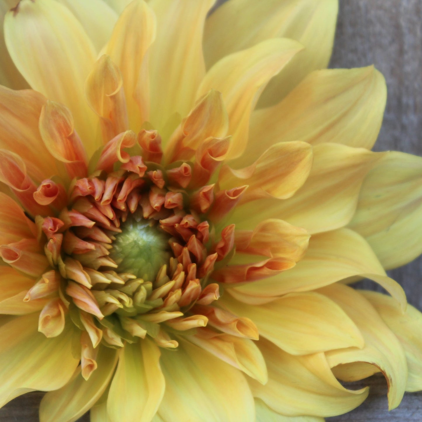 Hercules - Freese Flower Farm