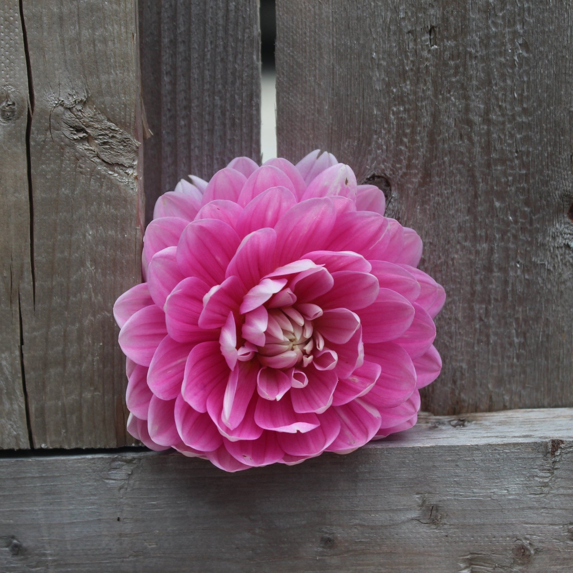 Holly Hill Sweet 16 - Freese Flower Farm