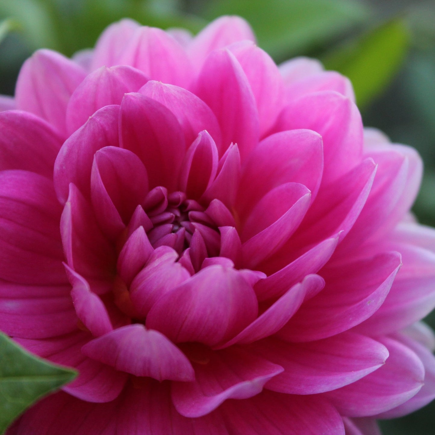 Holly Hill Sweet 16 - Freese Flower Farm