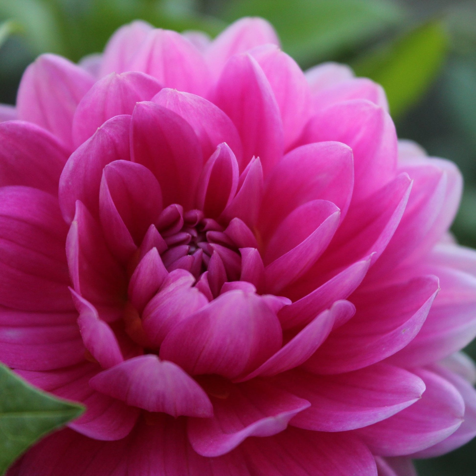 Holly Hill Sweet 16 - Freese Flower Farm