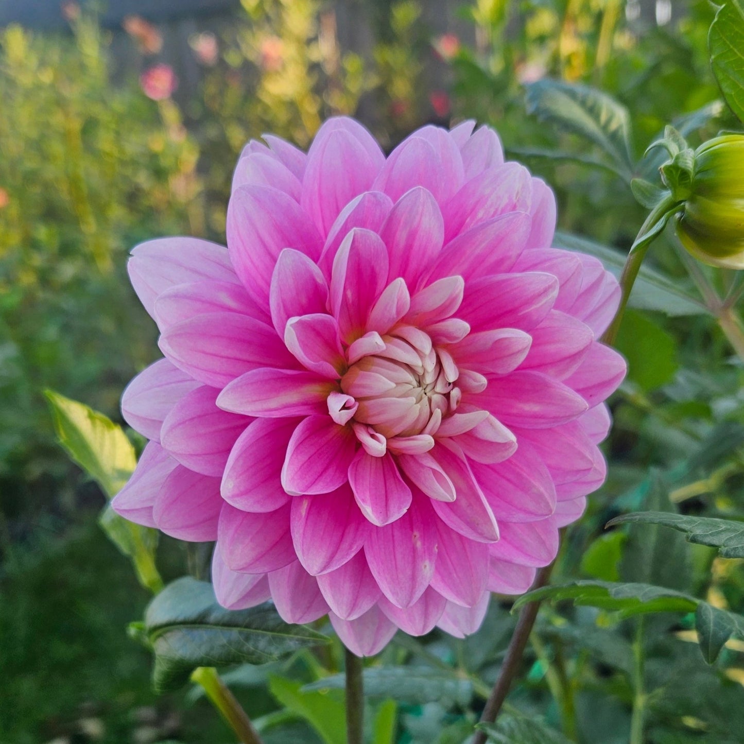 Holly Hill Pink Parfait - Freese Flower Farm