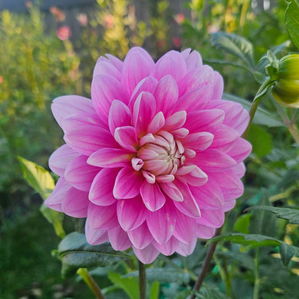 Holly Hill Pink Parfait - Freese Flower Farm