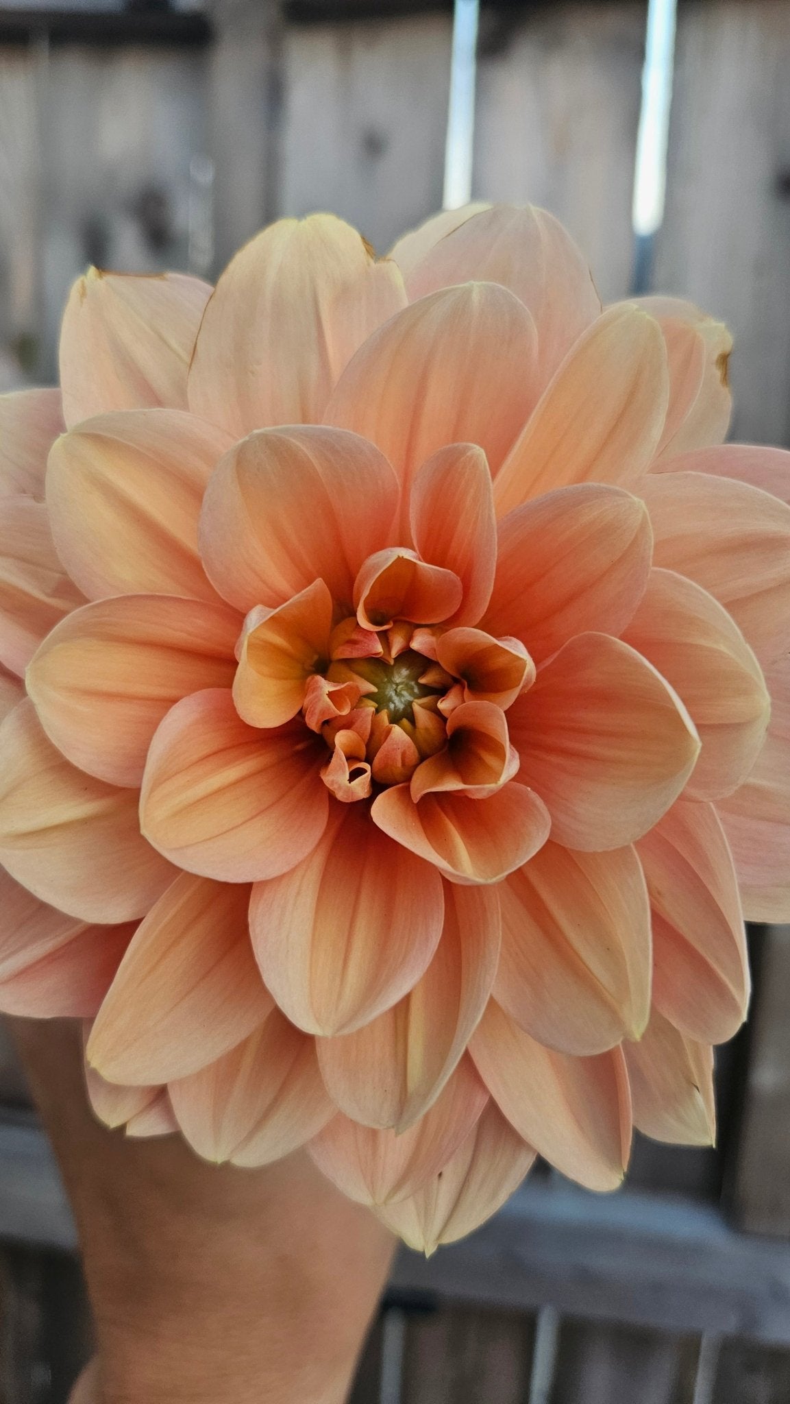 My Forever - Freese Flower Farm