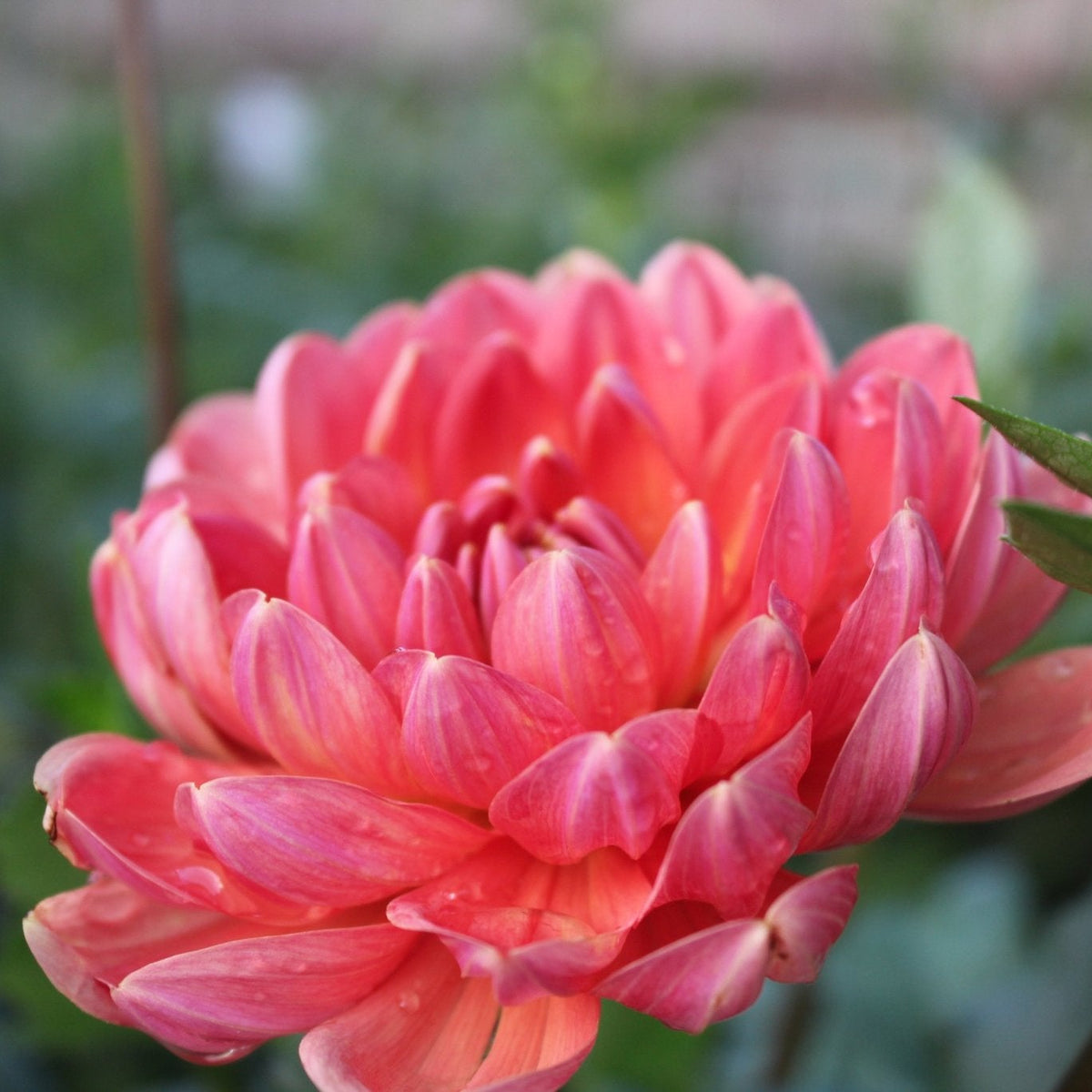 HH Cheers - Freese Flower Farm