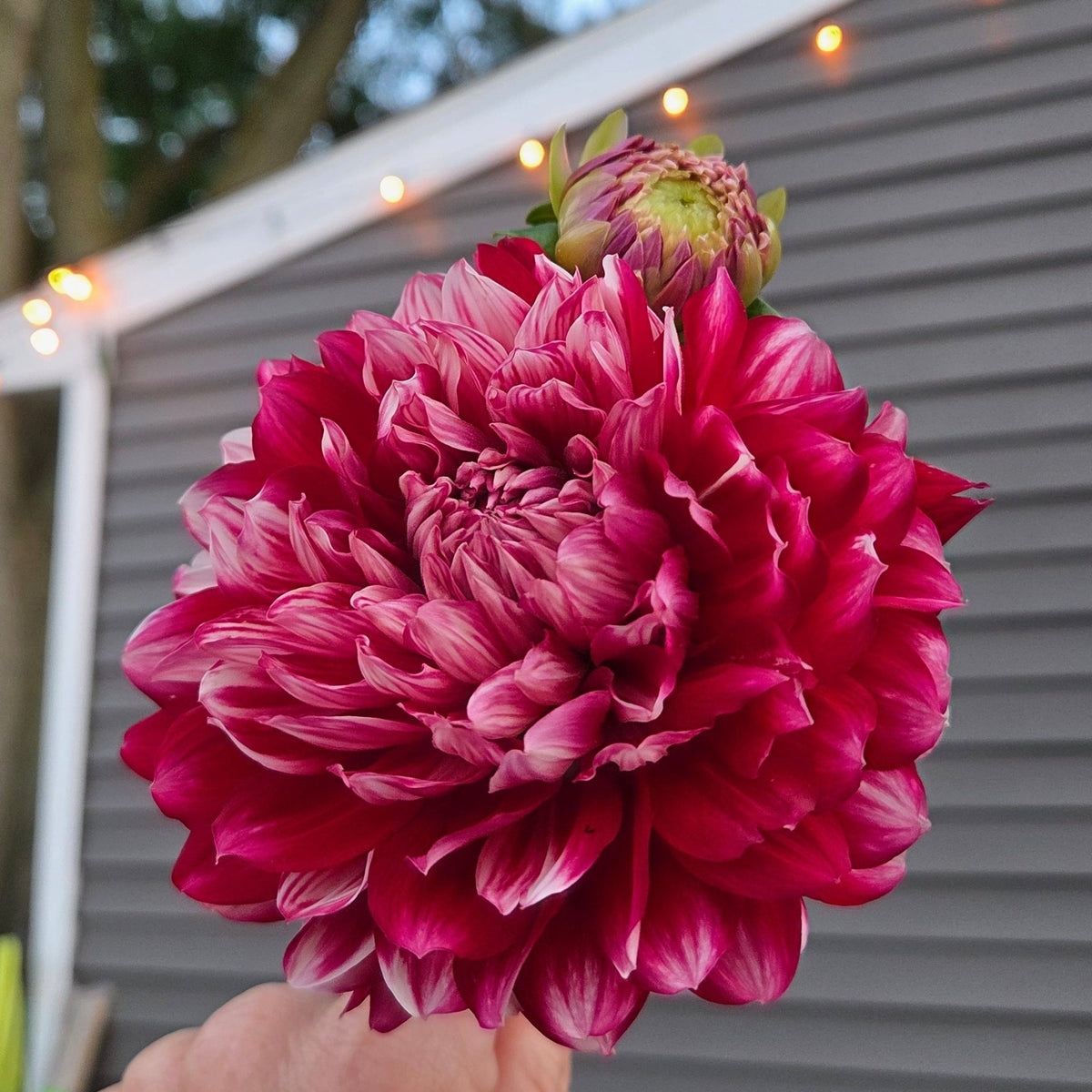 HH Court Jester - Freese Flower Farm