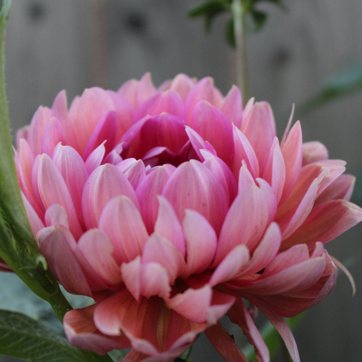 Hollyhill Daydream - Freese Flower Farm