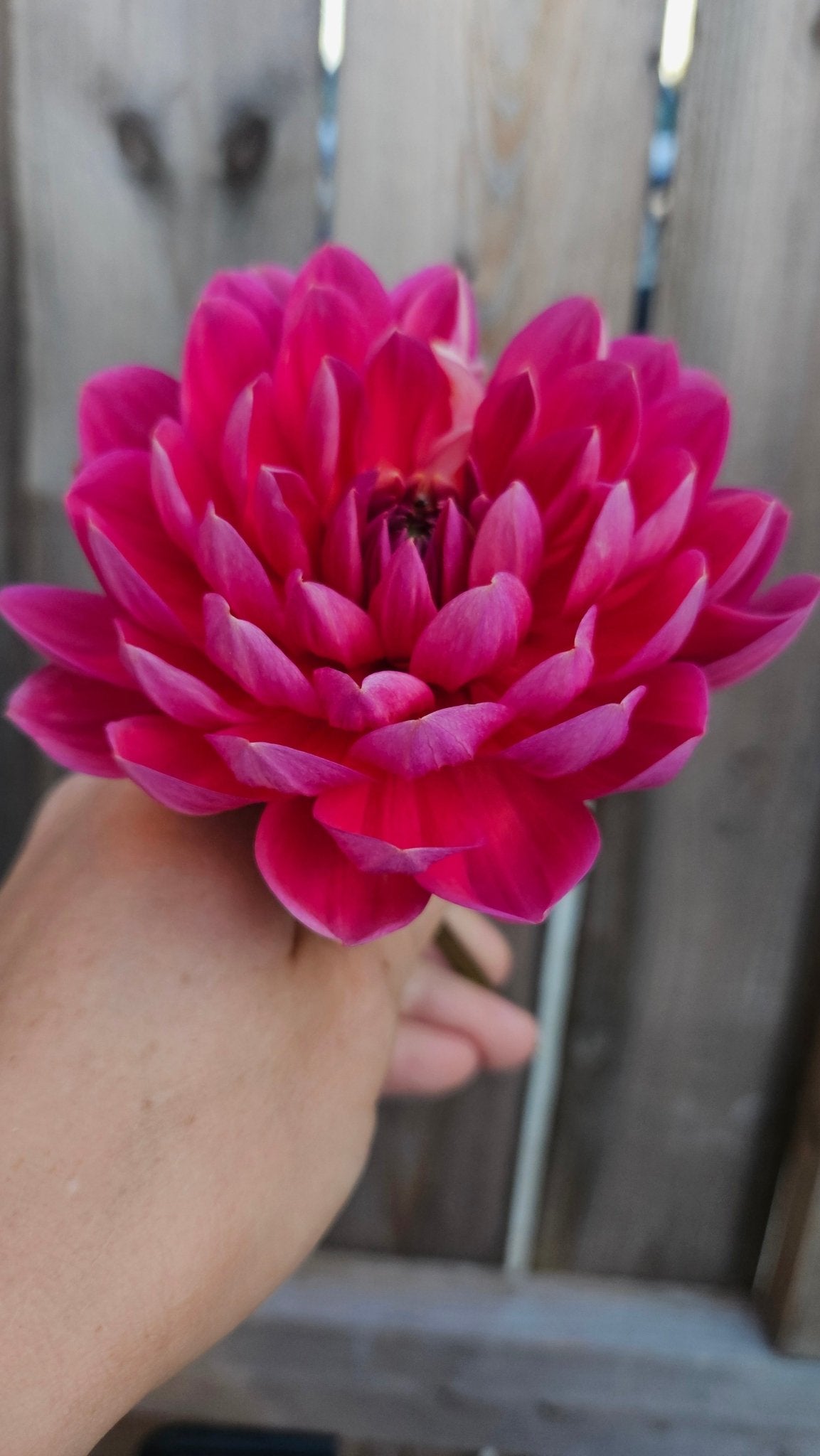 Holly Hill Daydream - Freese Flower Farm